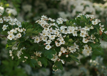 Eingriffeliger Weißdorn (Crataegus monogyna) - © Emanuel Trummer